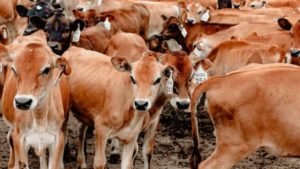 Chade paga dívida a Angola