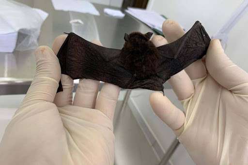 Novos coronavírus em morcegos