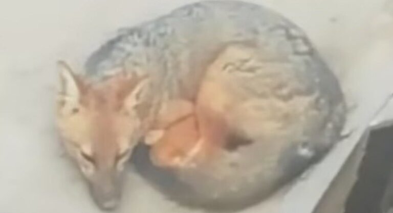 cãozinho raposa