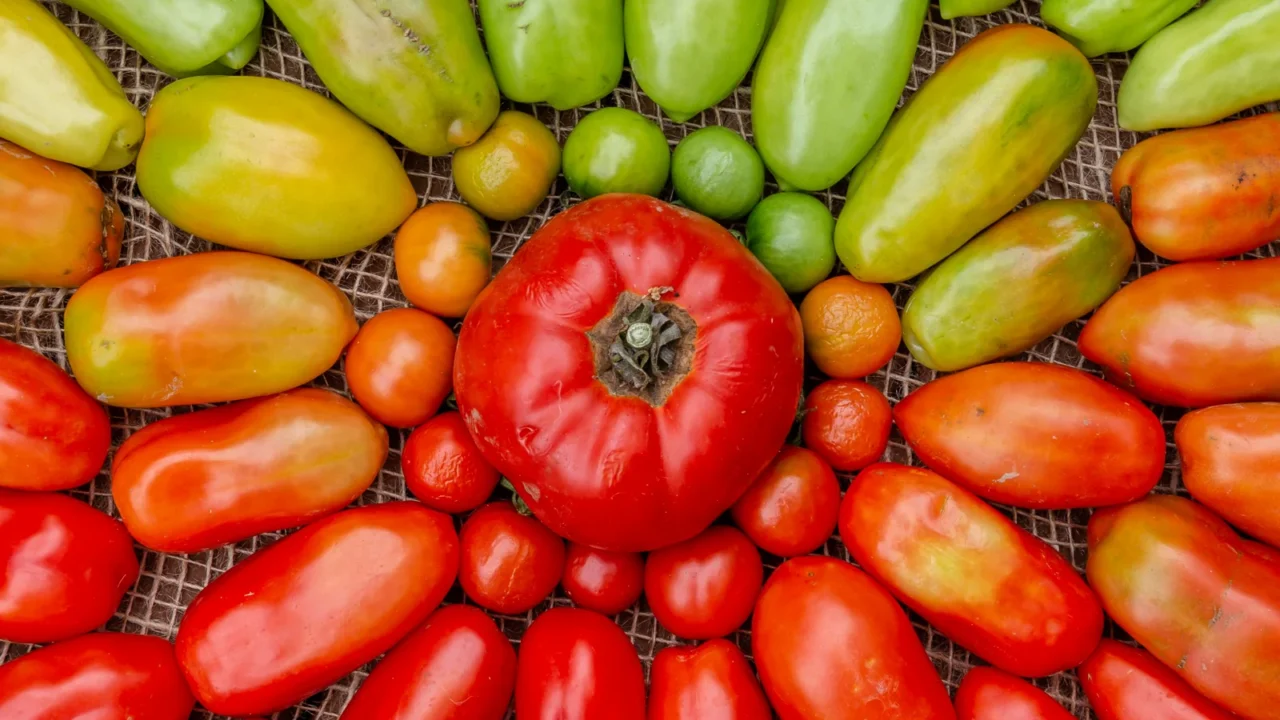 Tomates de diferentes formas e tamanhos, desde verdes a vermelhos, organizados numa superfície.
