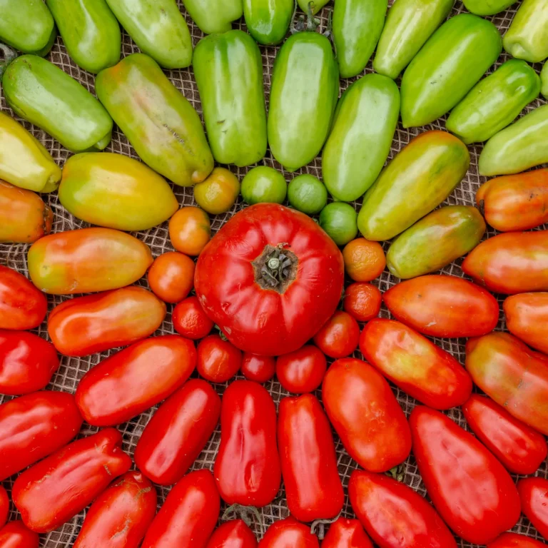 Tomates de diferentes formas e tamanhos, desde verdes a vermelhos, organizados numa superfície.